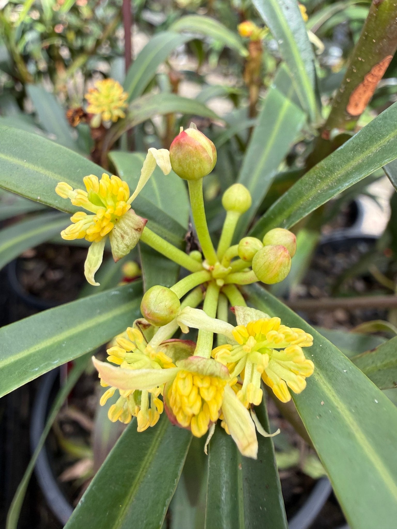 Dorrigo Pepper Male (Tasmannia stipitata) - Large - Ladybird Nursery