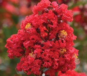 Crepe Myrtle Enduring Summer Red (Lagerstroemia) - Ladybird Nursery