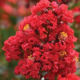 Crepe Myrtle Enduring Summer Red (Lagerstroemia) - Ladybird Nursery
