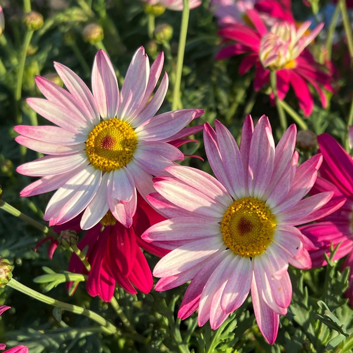 Argyranthemum 'Superior Purple' - Large - Ladybird Nursery
