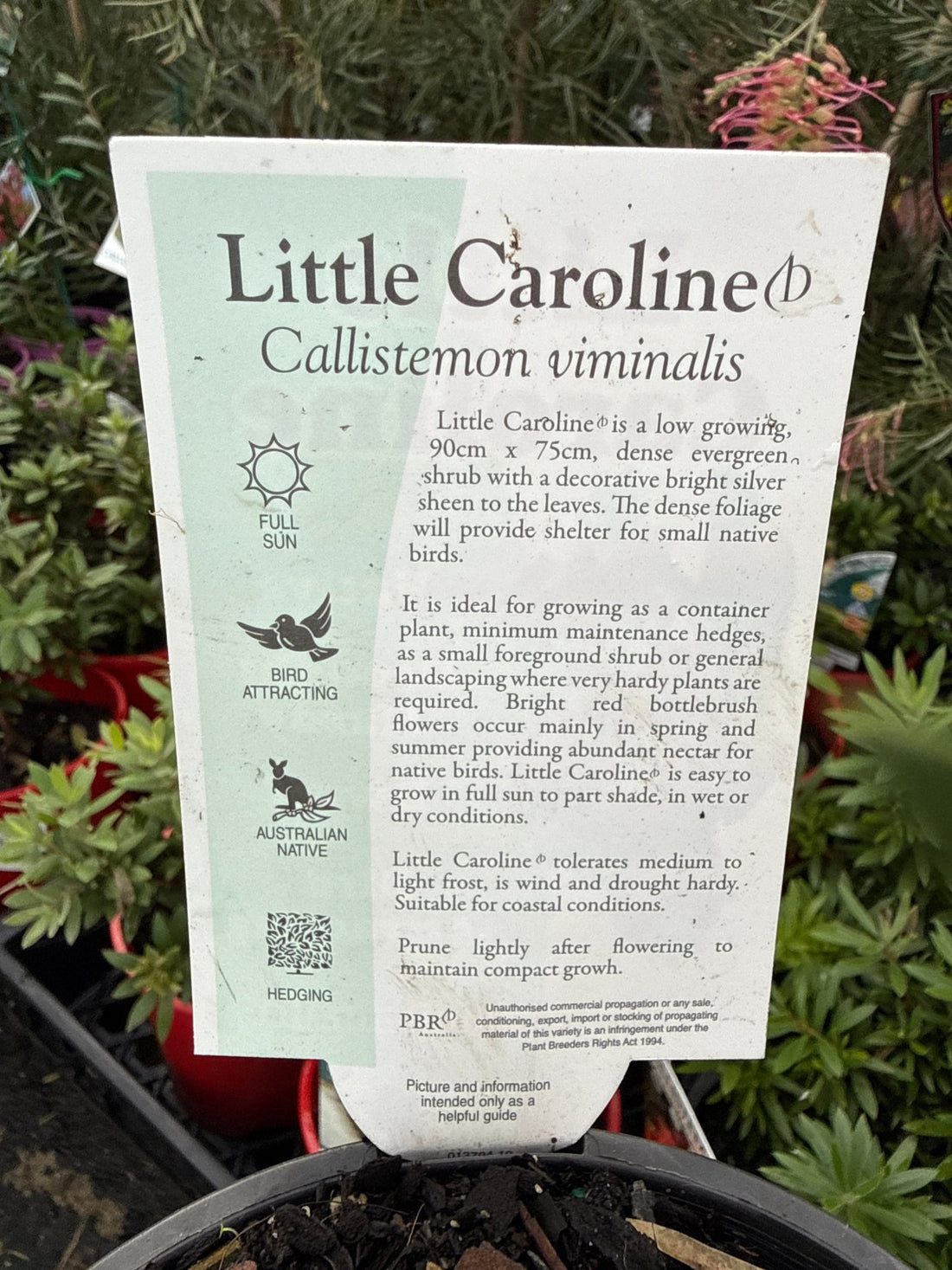 Weeping Bottlebrush 'Little Caroline' (Callistemon viminalis) - Ladybird Nursery