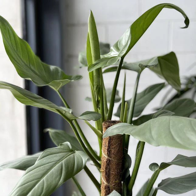 philodendron hastatum silver sword for sale Philodendron Silver Sword Plant – Buy Now! – Ladybird Nursery