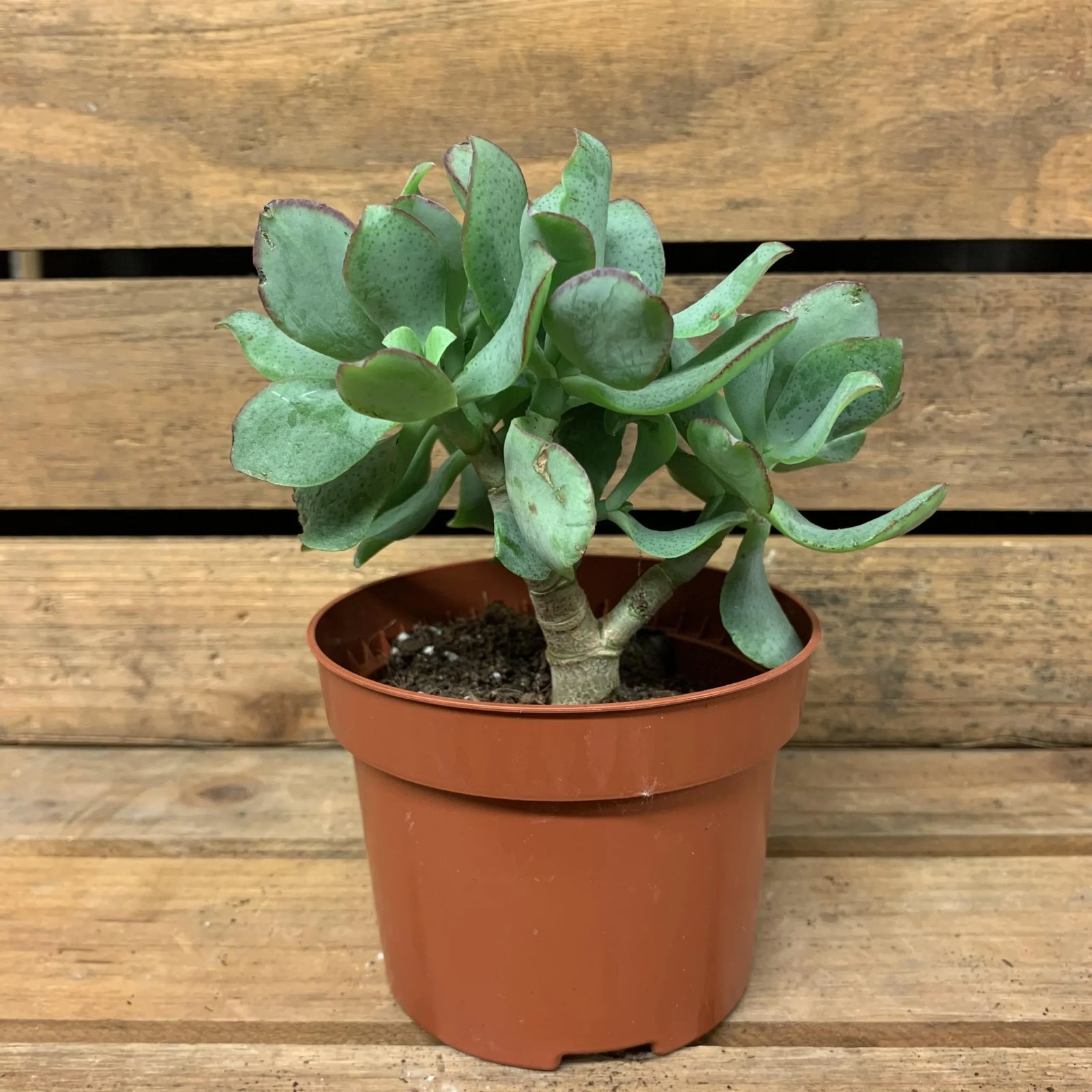 Crassula (Crassula undulata) - Ladybird Nursery