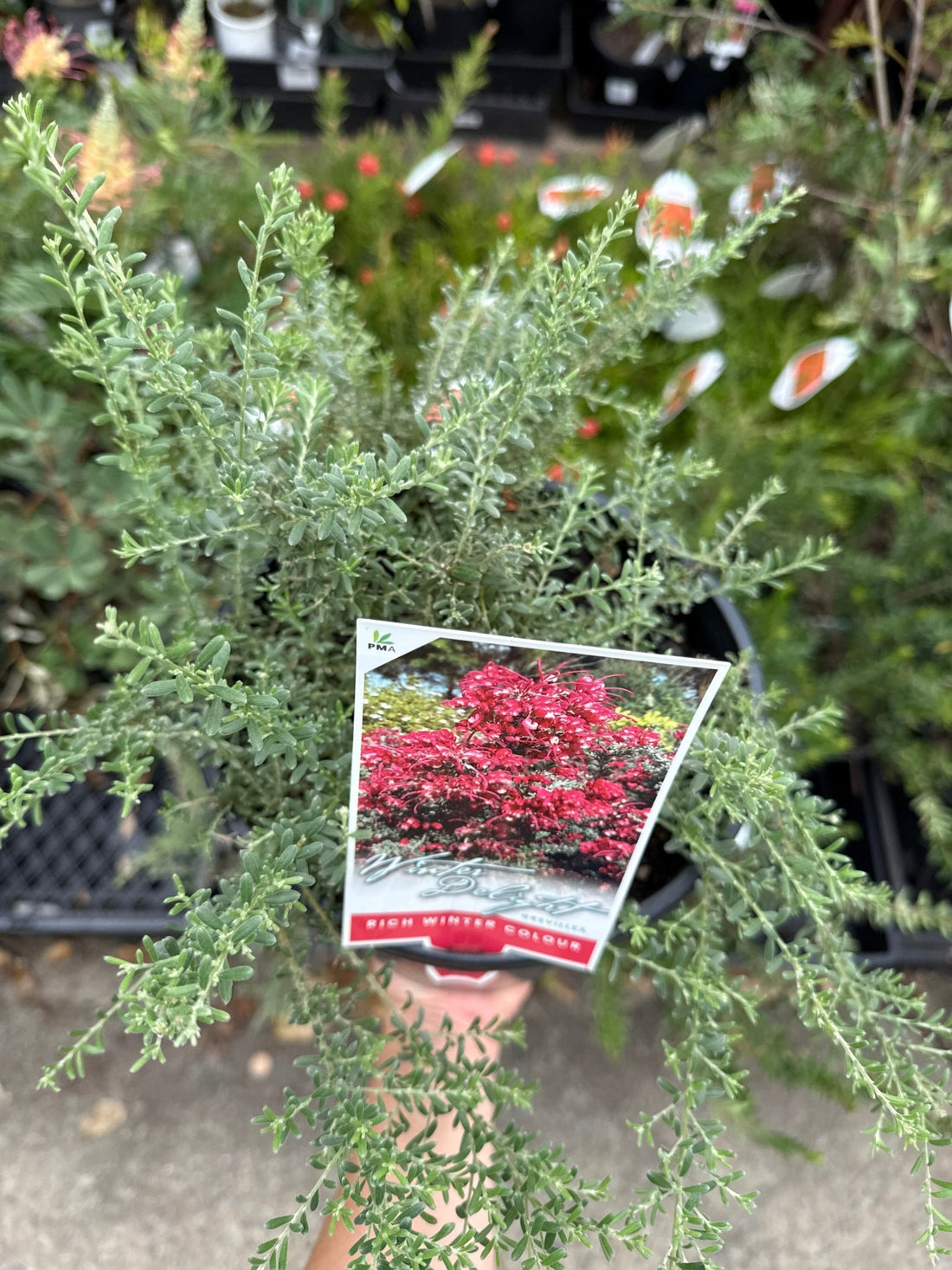 Grevillea Winter Delight - Ladybird Nursery