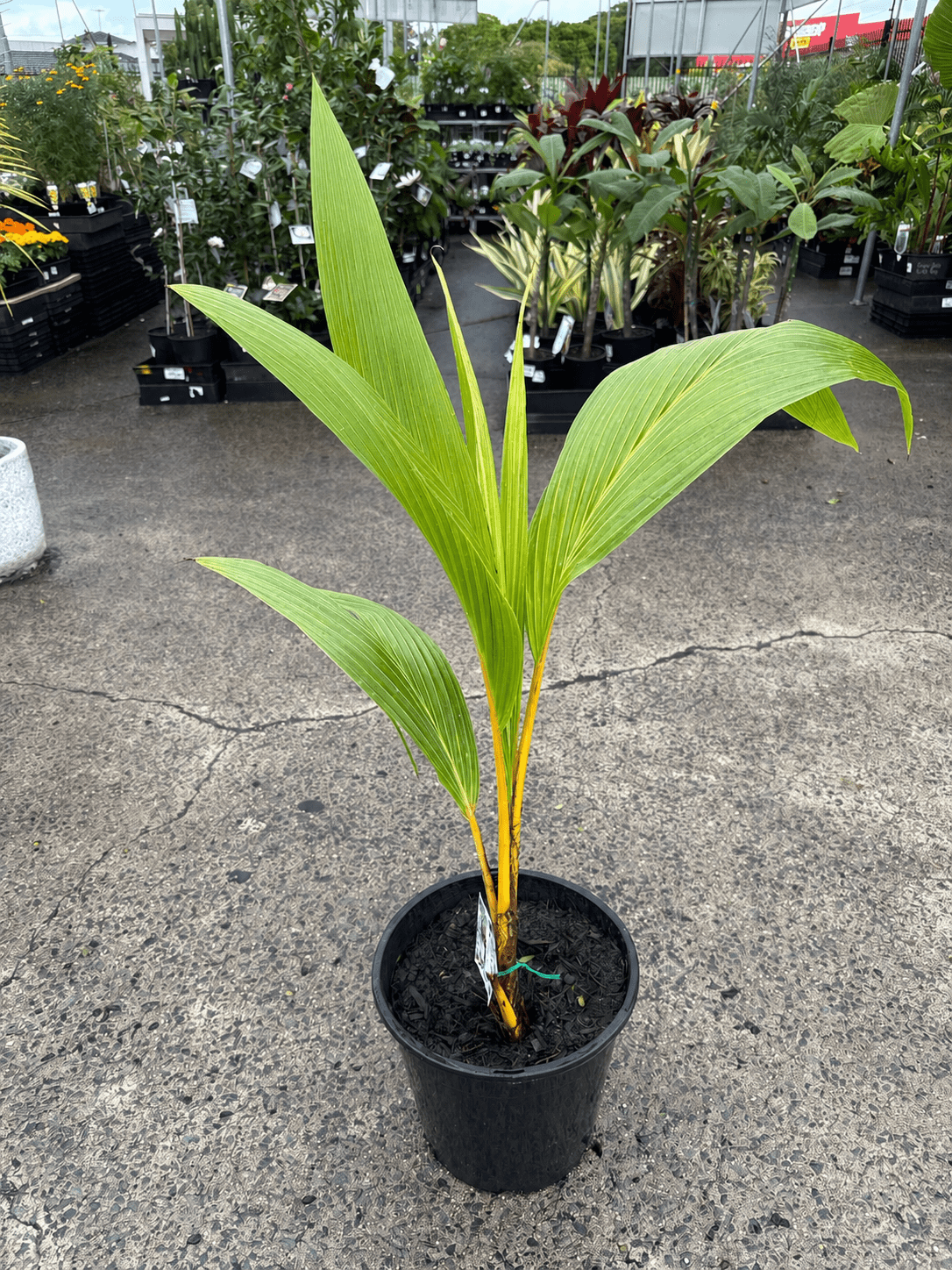 Dwarf Malay Coconut 'Yellow' - Ladybird Nursery