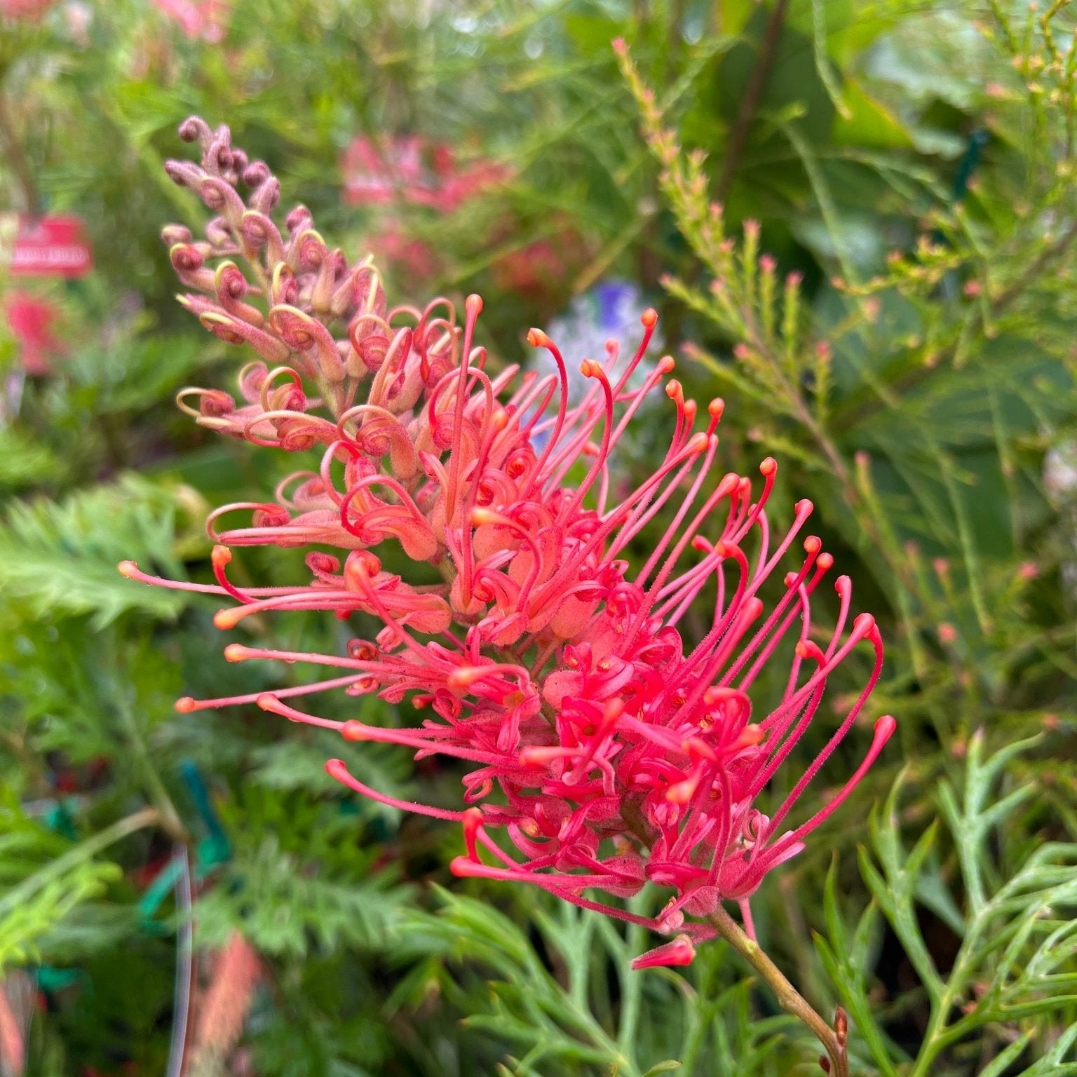 Grevillea 'Watermelonice' - Ladybird Nursery