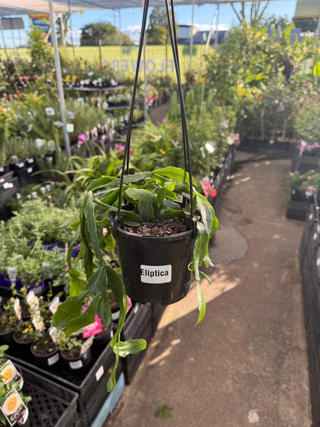 Rhipsalis Eliptica Hanging Basket