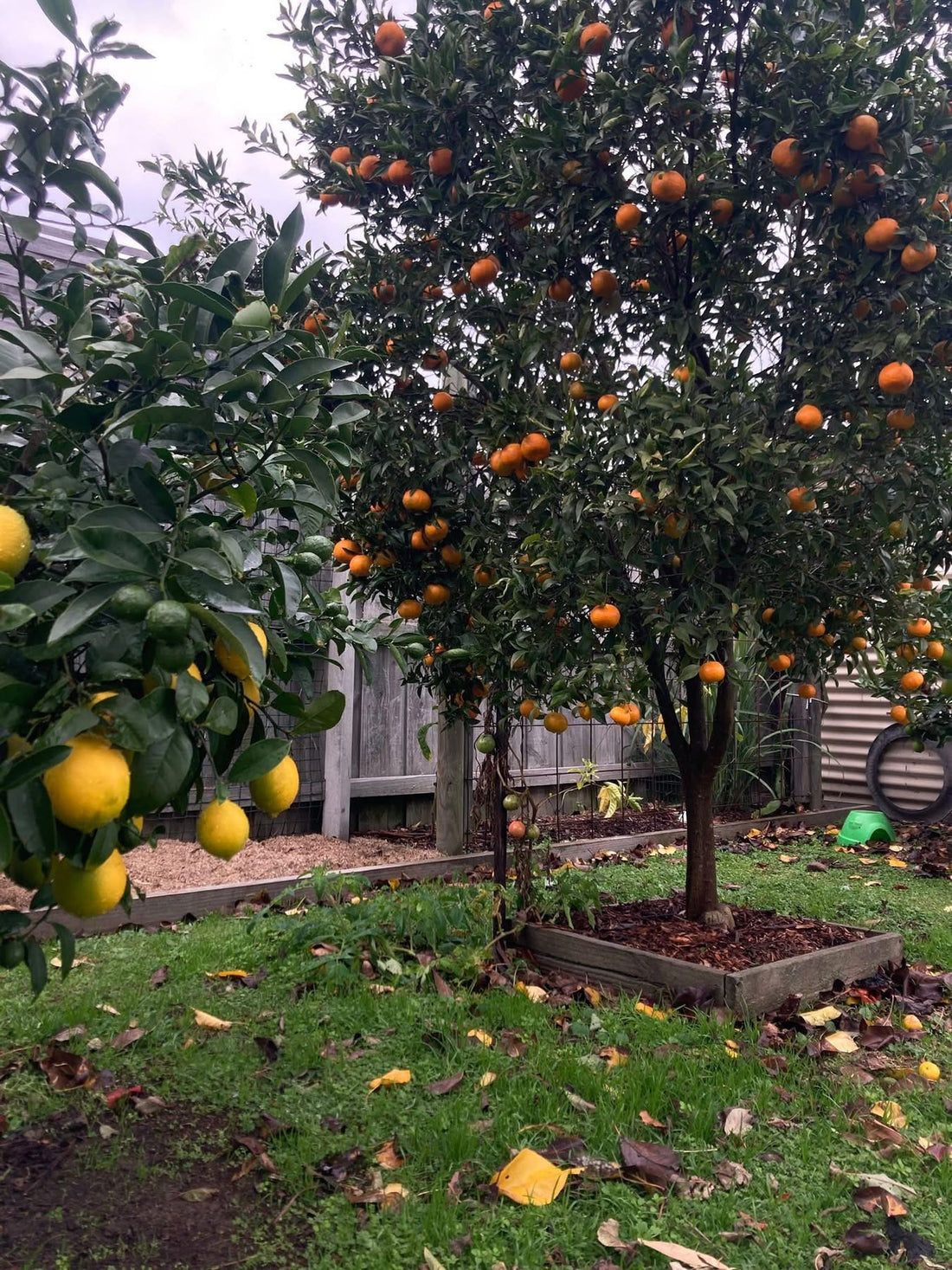 Mandarin 'Imperial' - Jumbo 500mm pot (PICK UP ONLY) - Ladybird Nursery