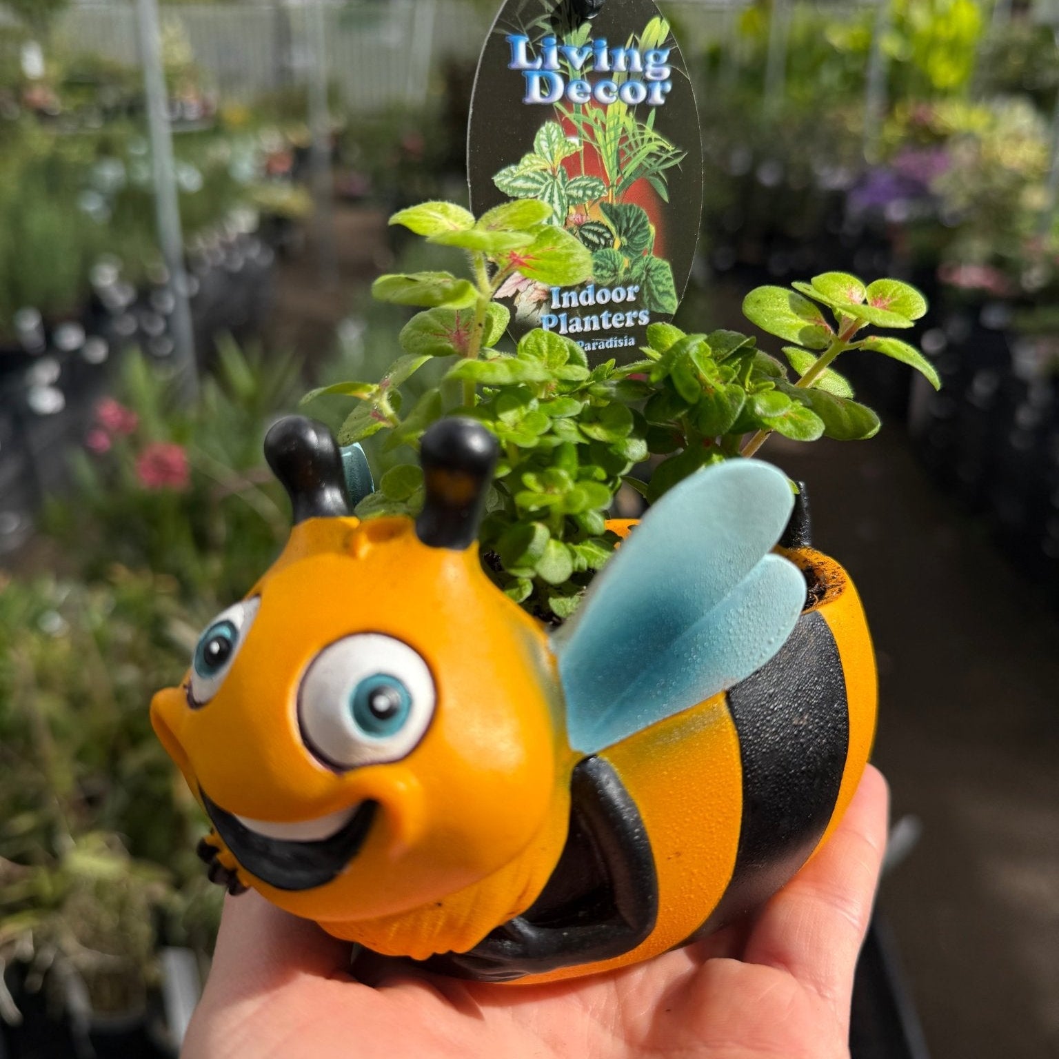 Bee Planter with Assorted Indoor Plant - Ladybird Nursery
