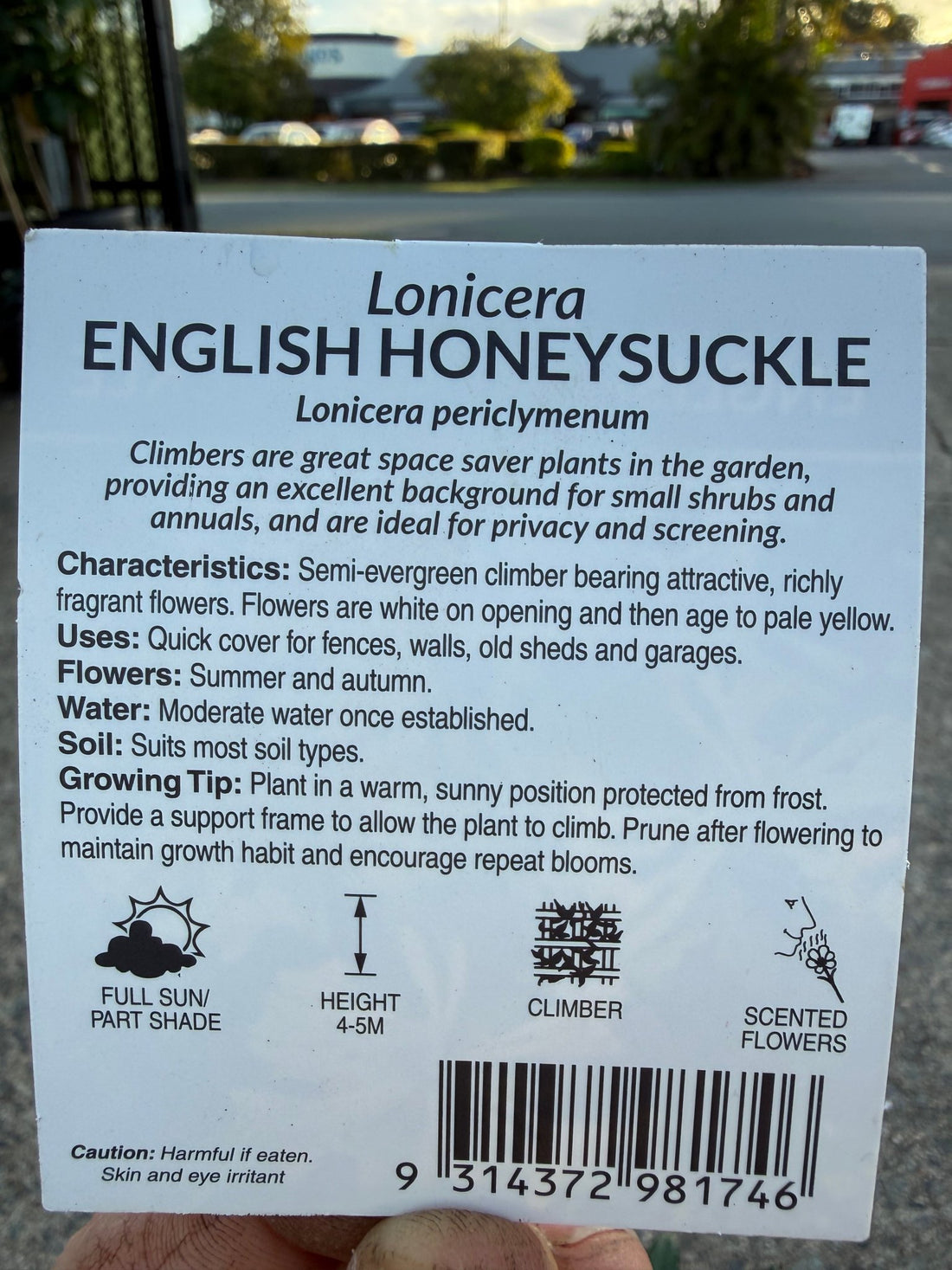 European/English Honeysuckle (Lonicera periclymenum) - Ladybird Nursery