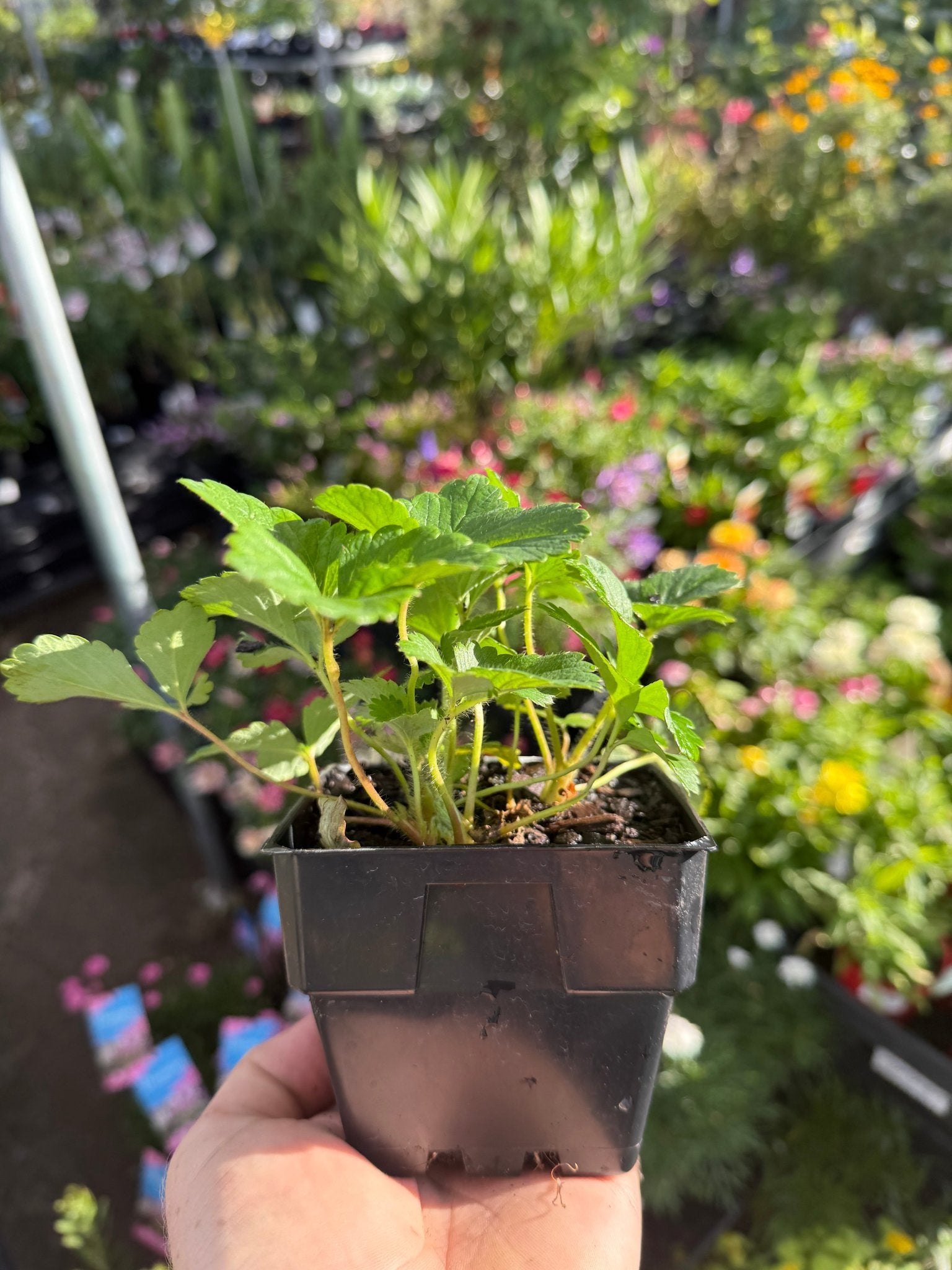 Strawberry 'Running Red' - Ladybird Nursery