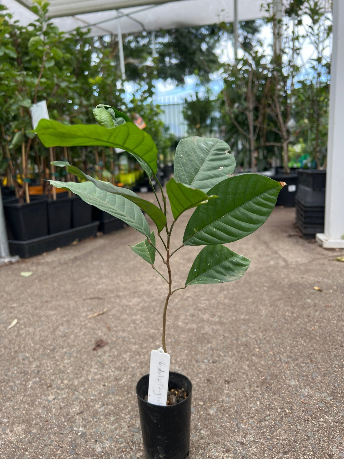 Langsat 'Duku' - Ladybird Nursery