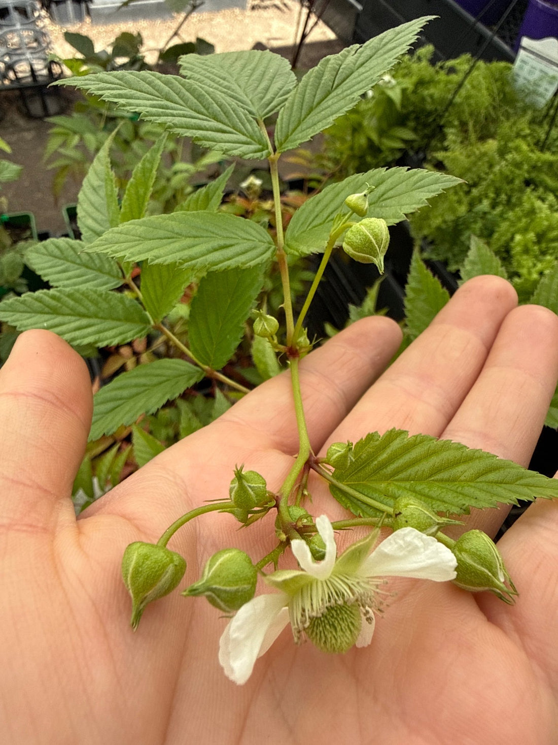 Native Raspberry 'Atherton' (Rubus probus) - Ladybird Nursery