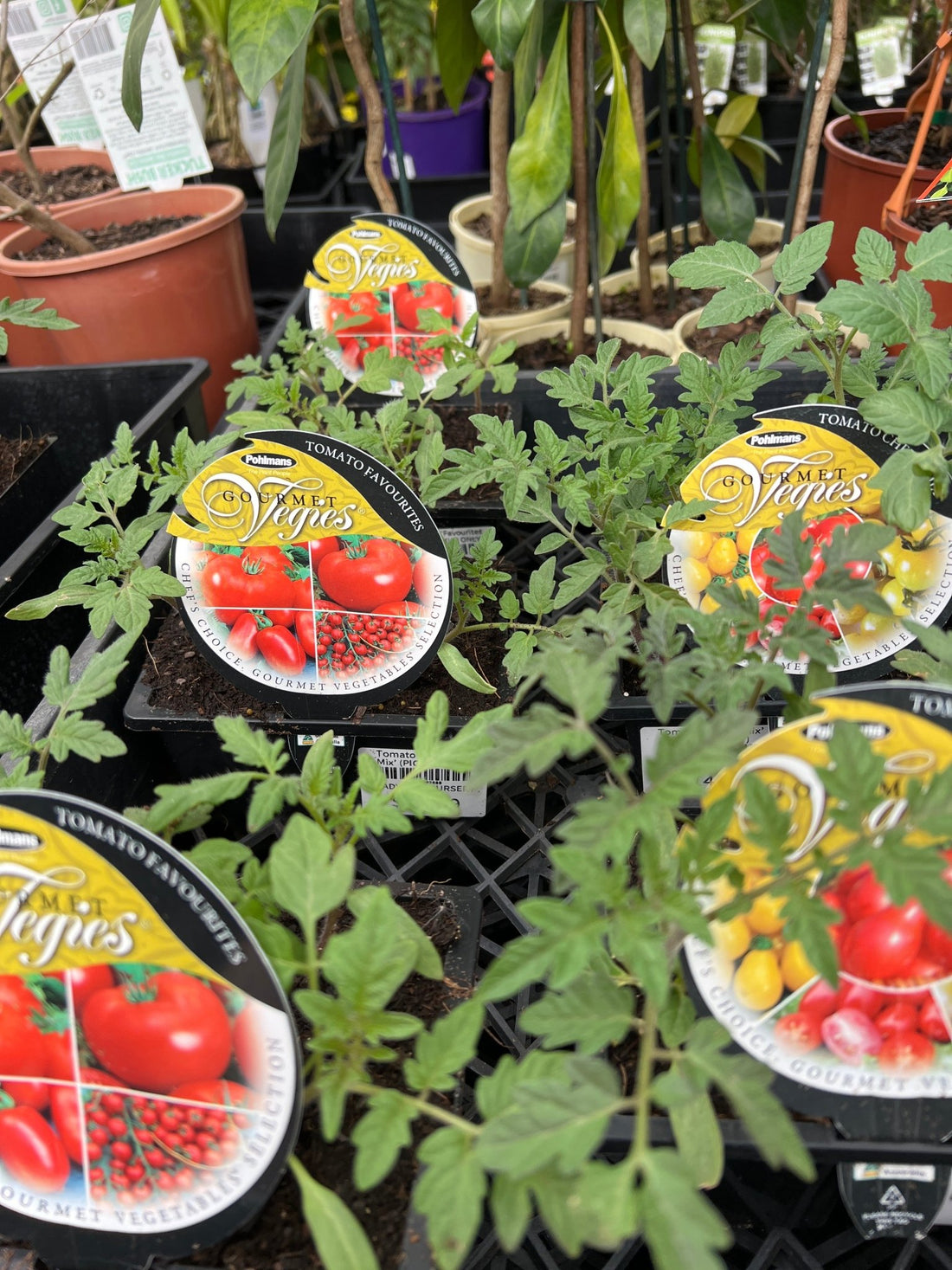 Tomato 'Favourites Mix’ (PICKUP ONLY) - Ladybird Nursery