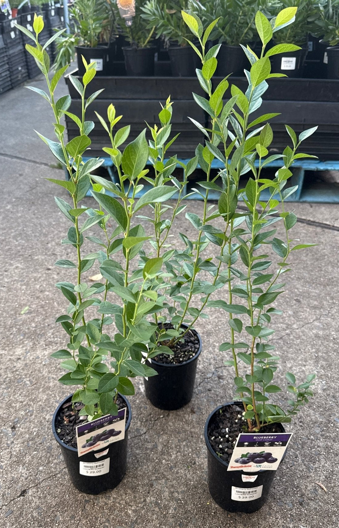 Blueberry 'Gulf Coast' - Ladybird Nursery