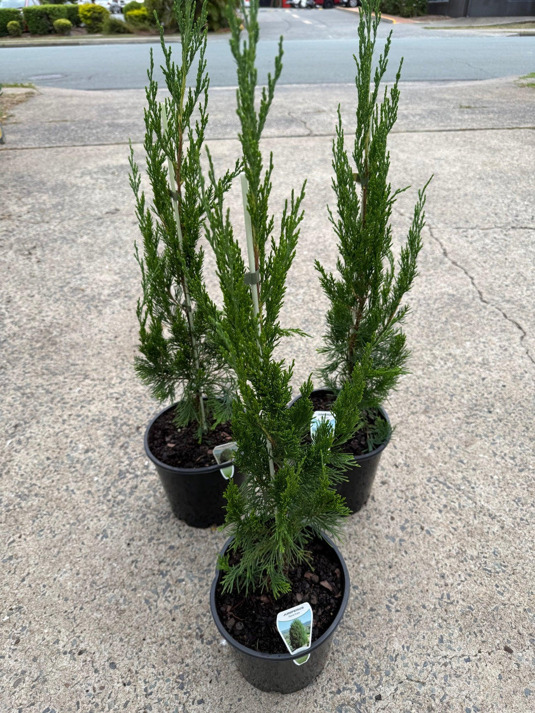 Spartan Conifer (Juniperus chinensis) - Ladybird Nursery
