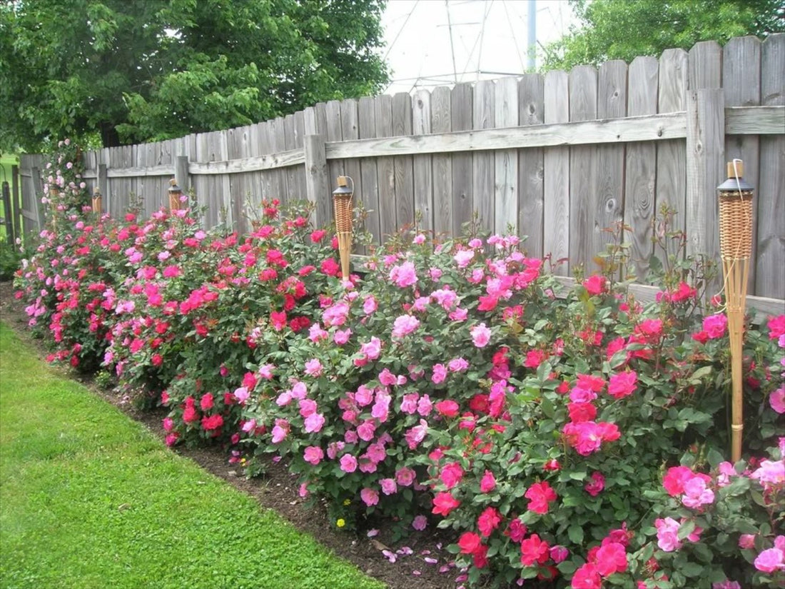 Rose RADCON Red Knockout® (Rosa) - Ladybird Nursery