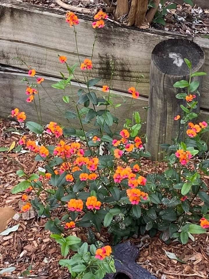Chorizema 'Fire Sticks' - Ladybird Nursery