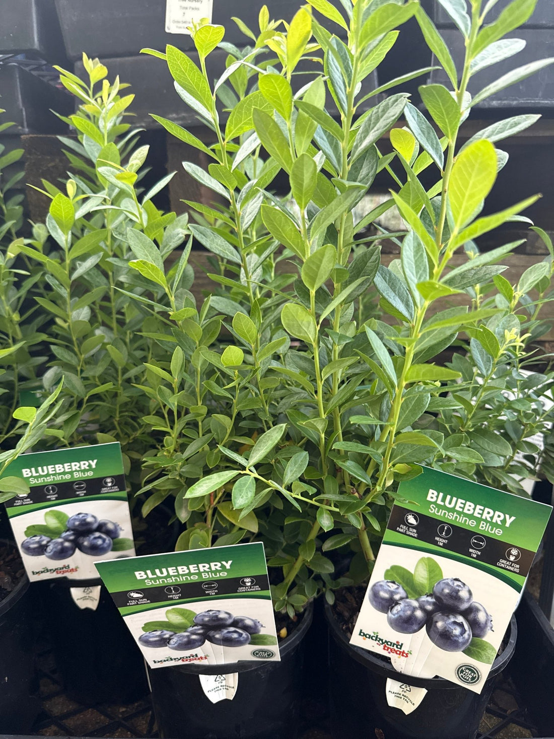 Blueberry 'Sunshine Blue' - Ladybird Nursery