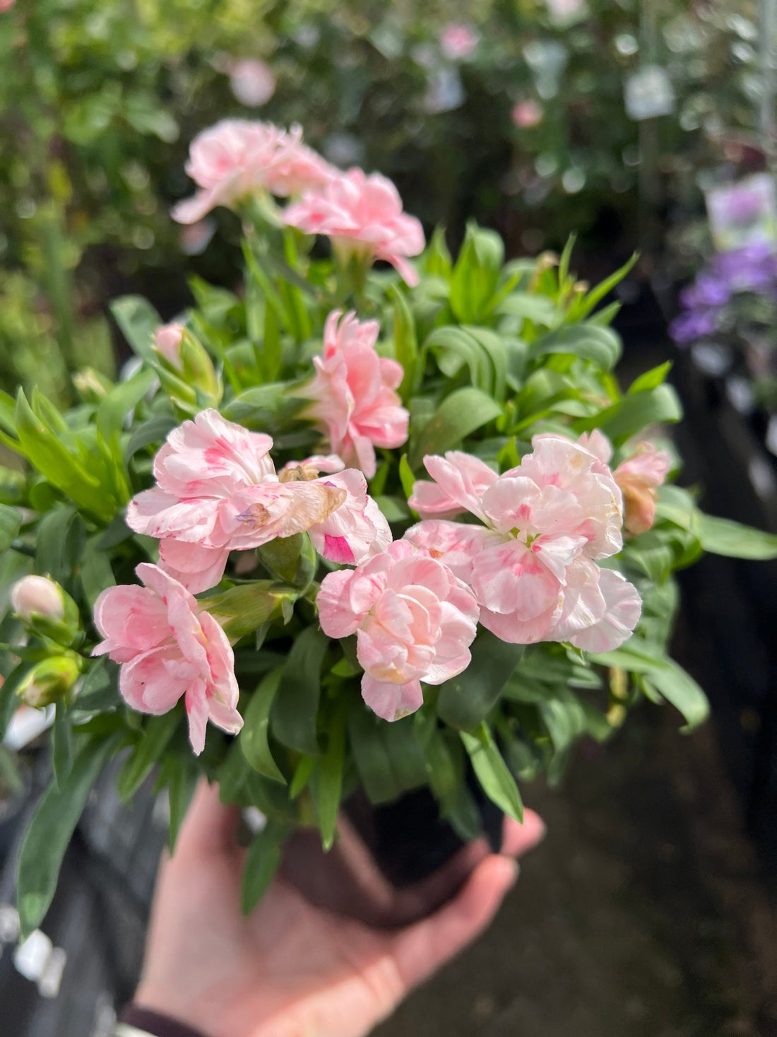 Dwarf Carnation 'Pastel' - Ladybird Nursery