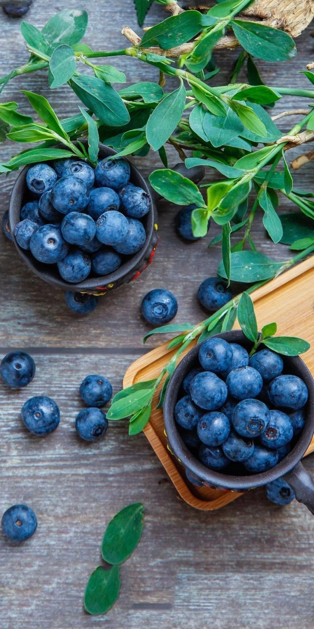 Blueberry Denise - Ladybird Nursery