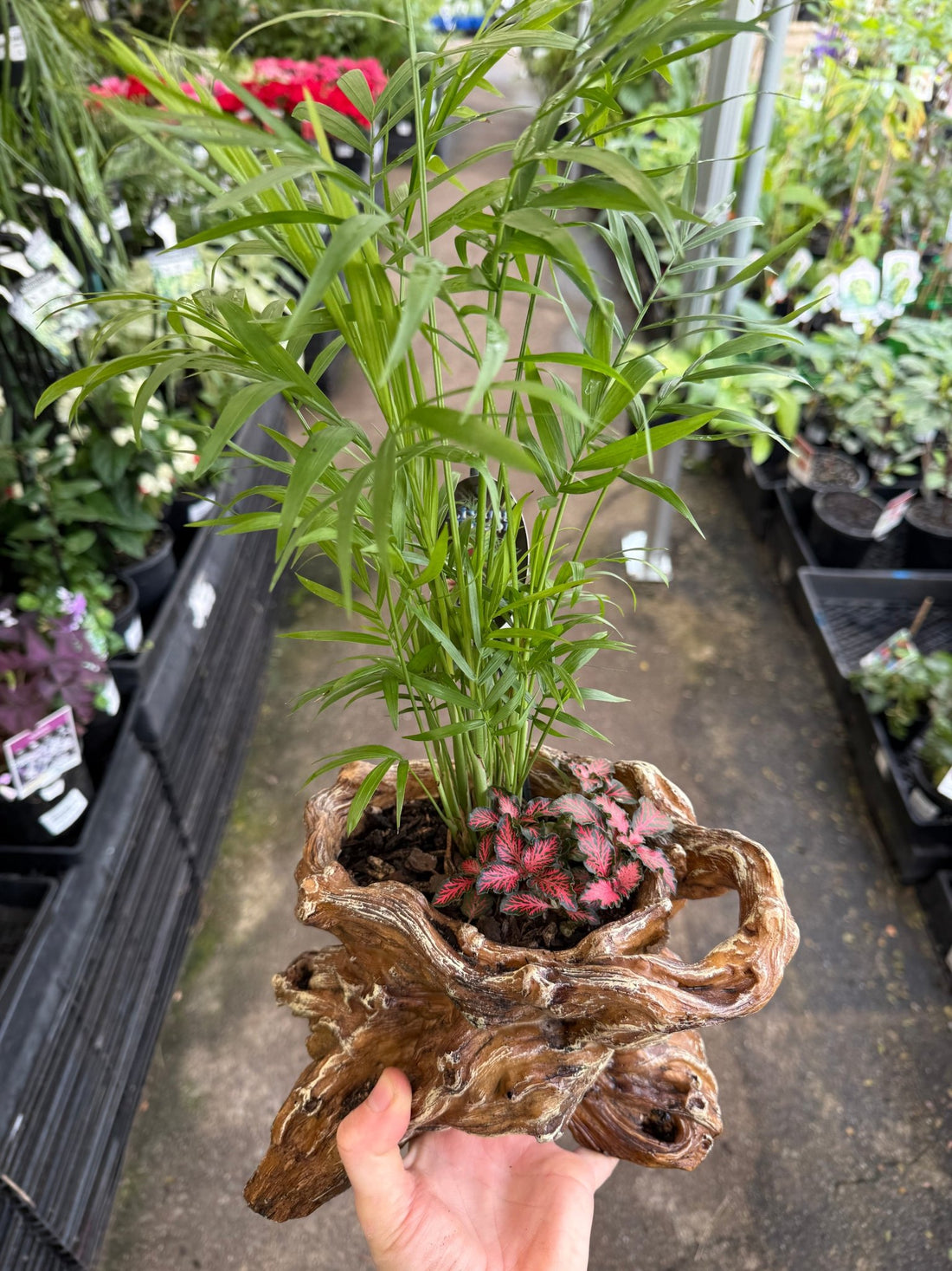 Multi Planted Log Planter (Assorted Indoor Plants) - Ladybird Nursery
