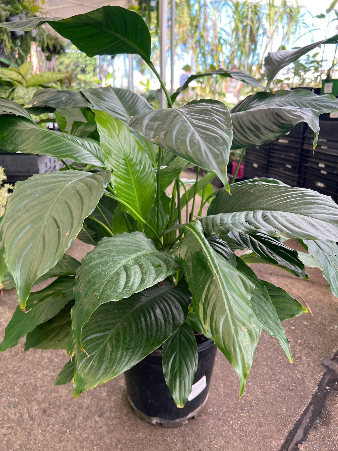 Peace Lily ‘Maracay’ Large (Pickup only) - Ladybird Nursery
