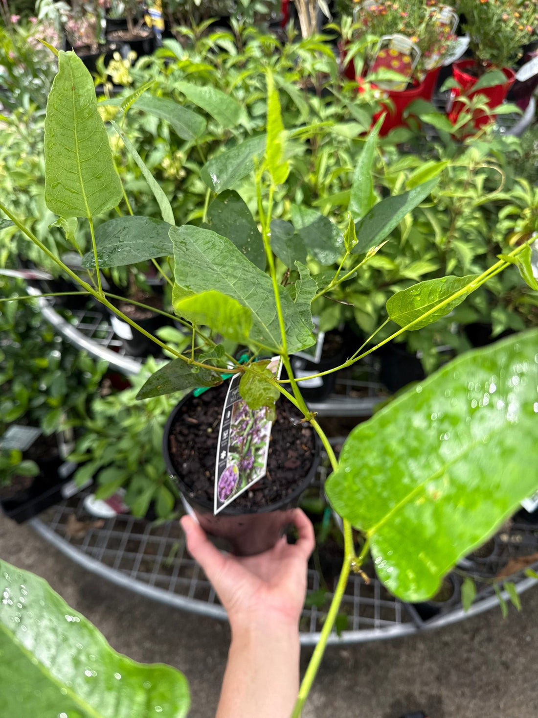 Hardenbergia Happy Wanderer (Hardenbergia violacea) - Ladybird Nursery