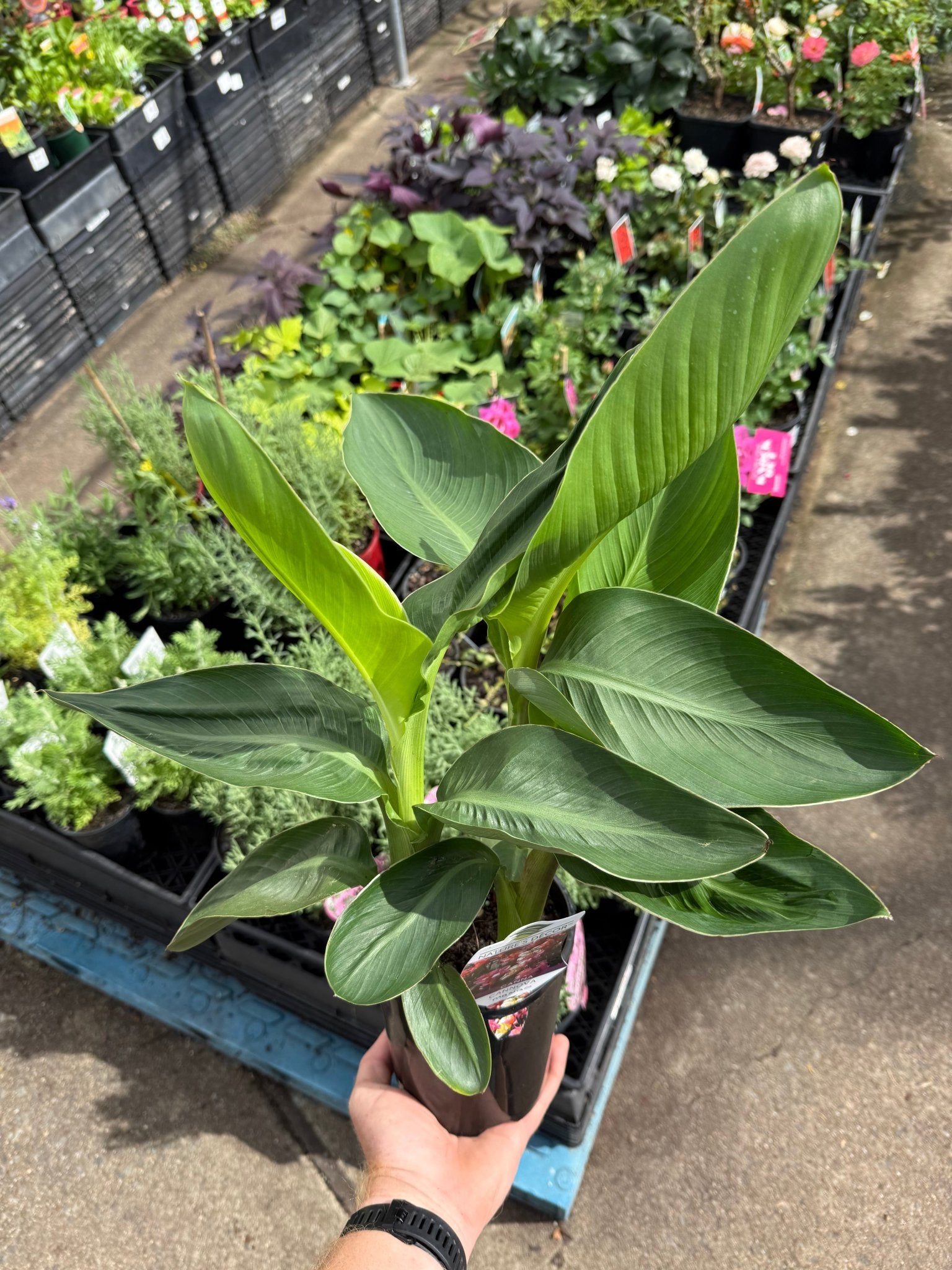 Canna Cannova 'Mango' - Ladybird Nursery