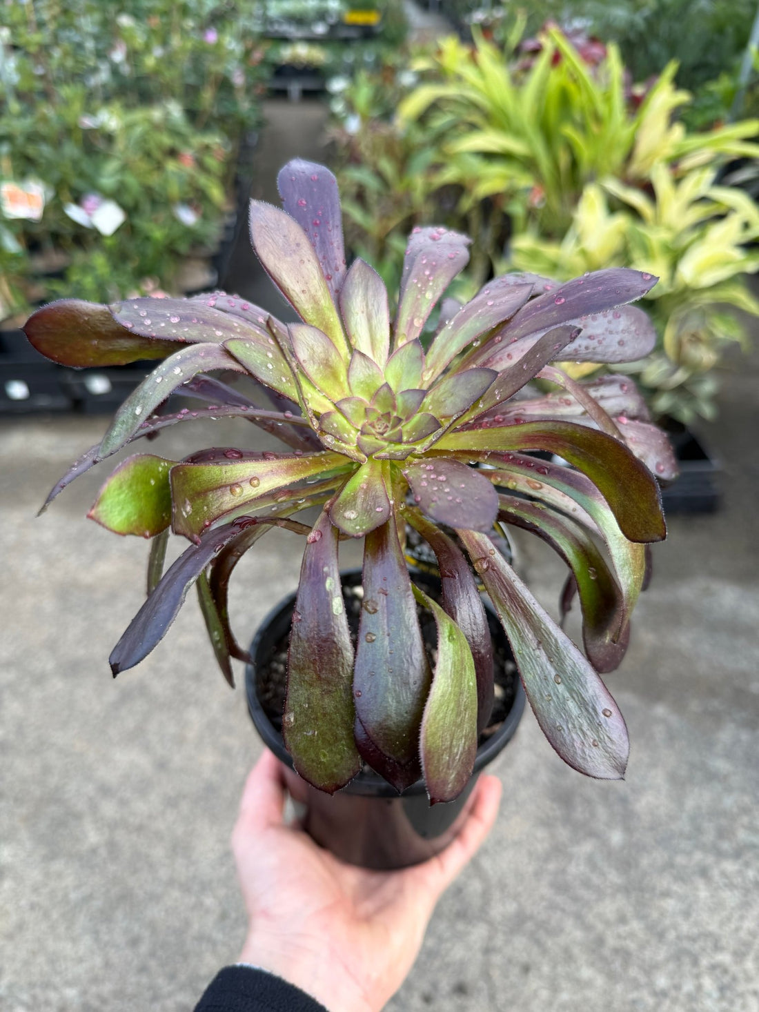 Black Rose (Aeonium atropurpureum arboreum v Schwarzkopf) - Ladybird Nursery