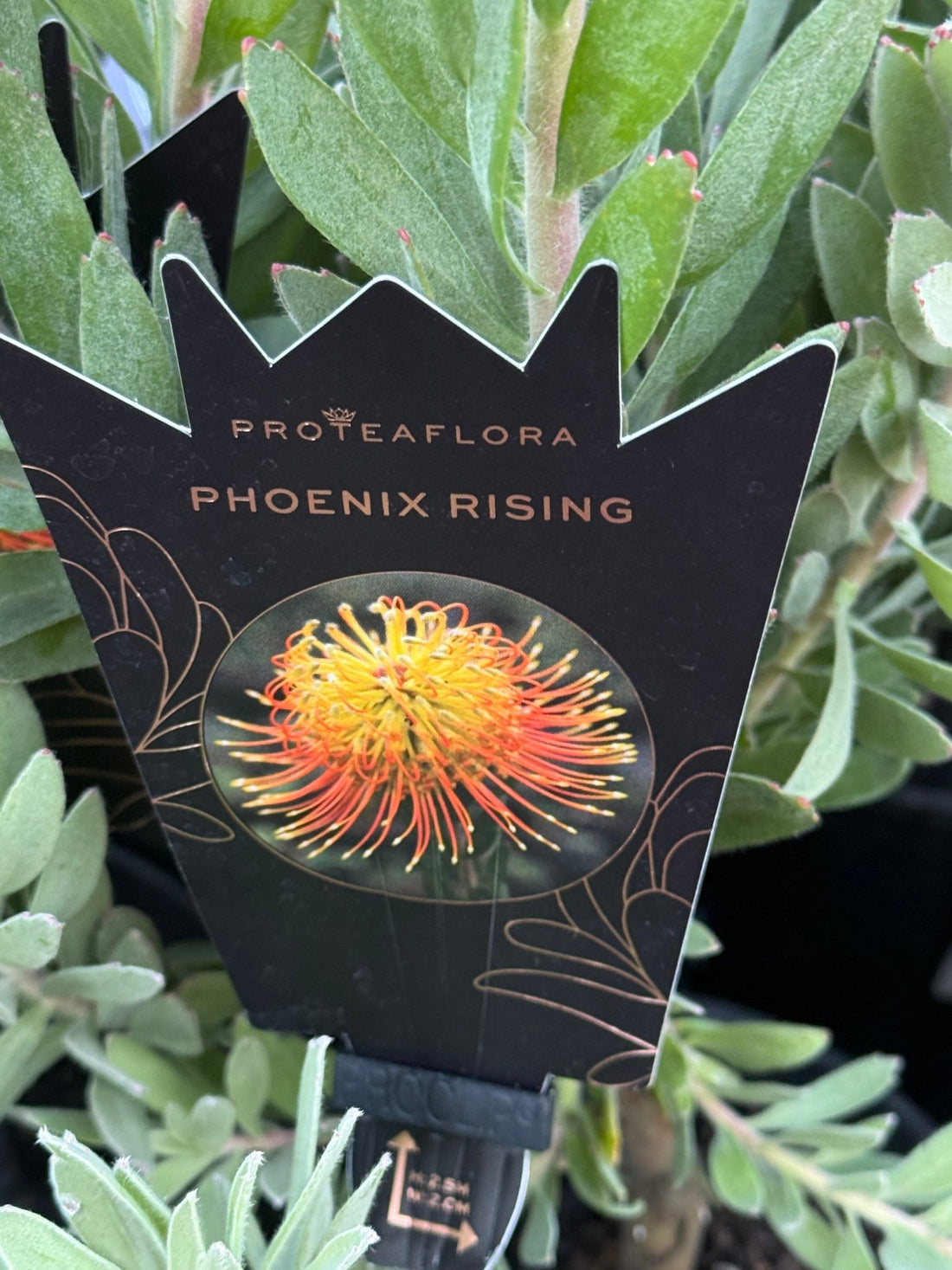 Leucospermum ‘Phoenix Rising’ - Ladybird Nursery