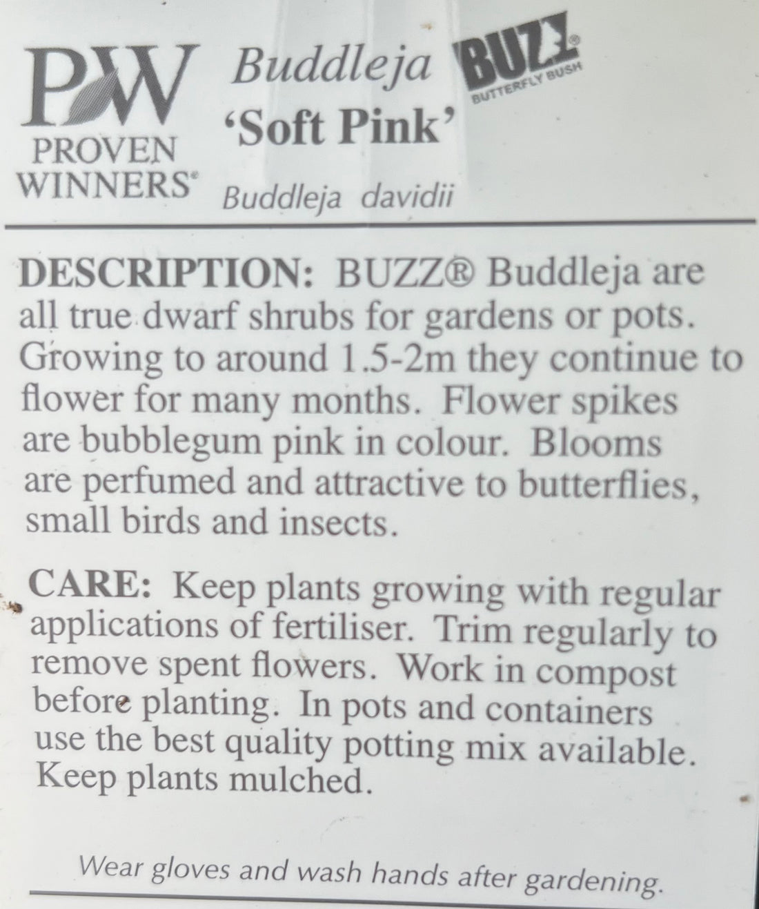 Butterfly Bush 'Buzz Soft Pink' (Buddleja davidii) - Ladybird Nursery