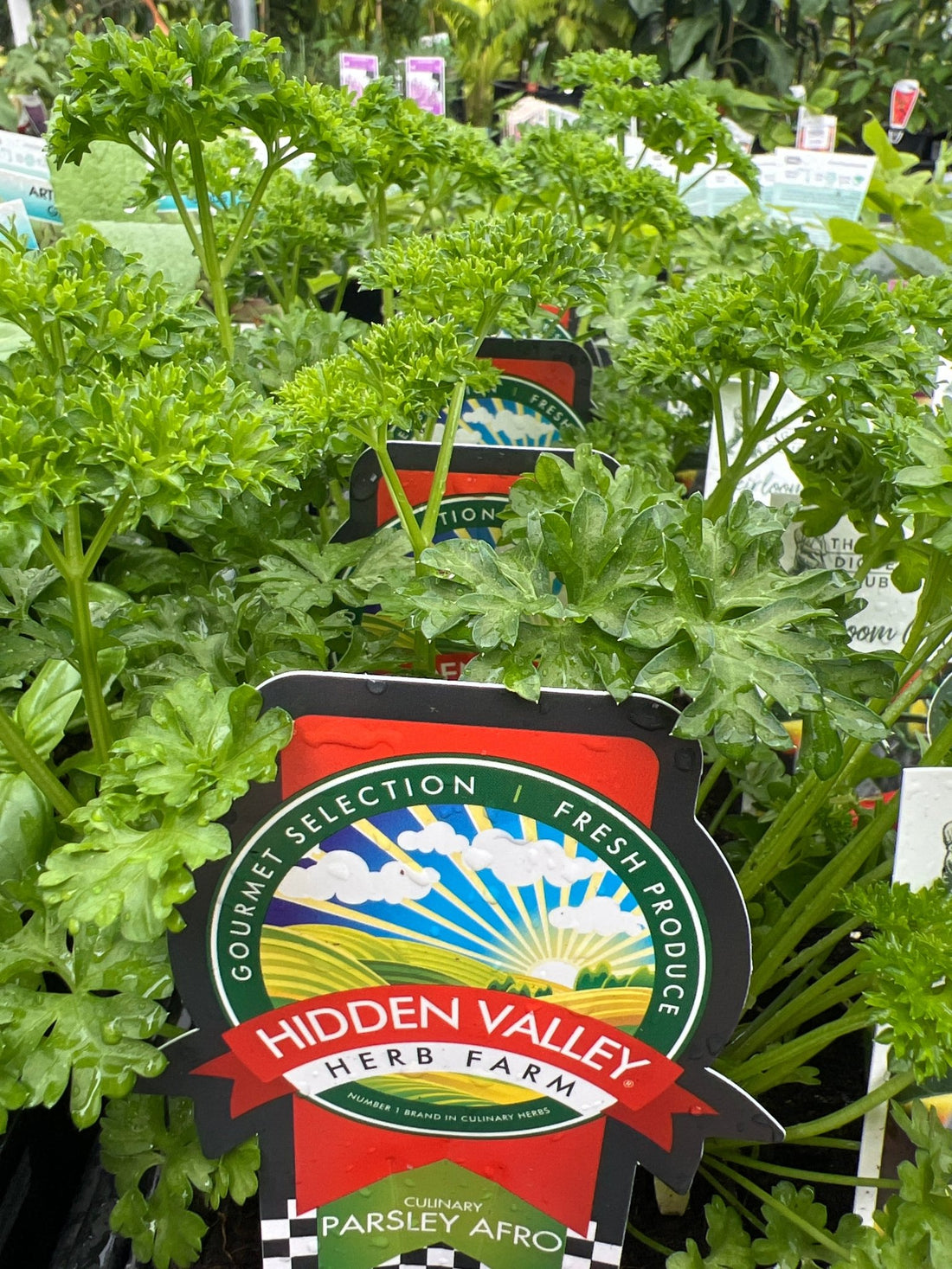 Parsley Afro (Pickup Only) - Ladybird Nursery
