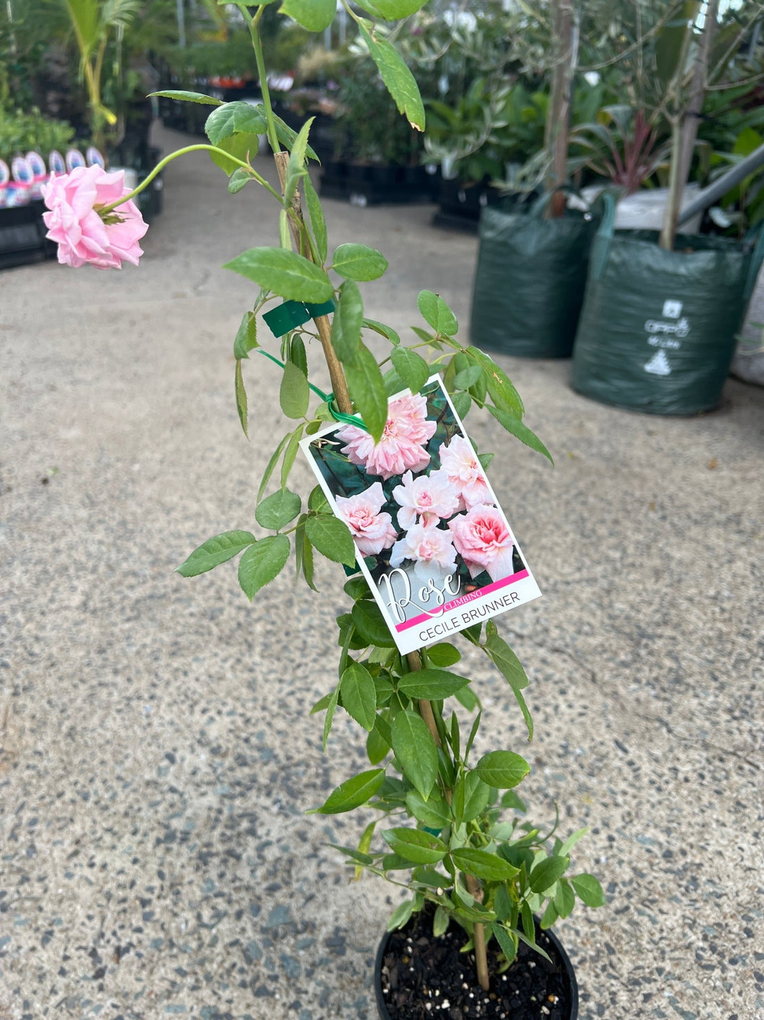Climbing Rose 'Cecile Brunner' - Ladybird Nursery