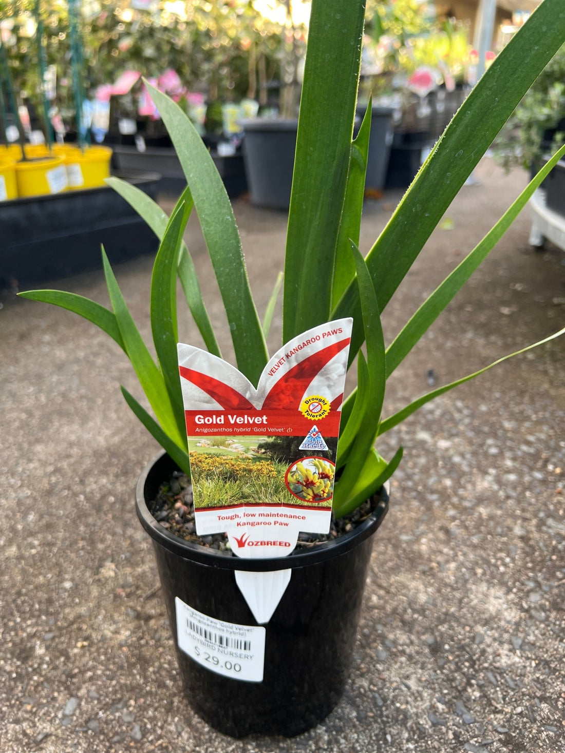 Kangaroo Paw 'Gold Velvet' (Anigozanthos hybrid) - Ladybird Nursery