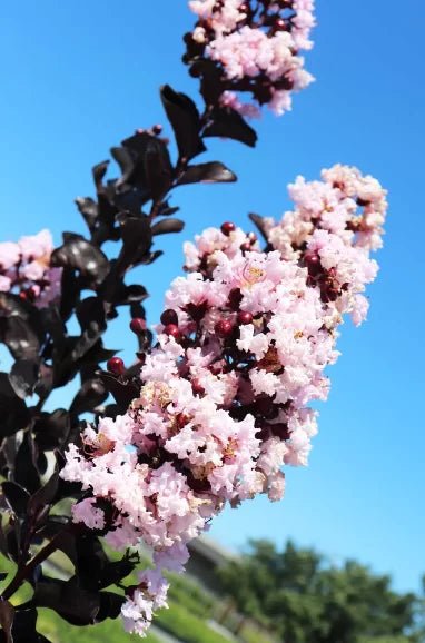 Crepe Myrtle Diamonds in the Dark Blush (Lagerstroemia) - Ladybird Nursery