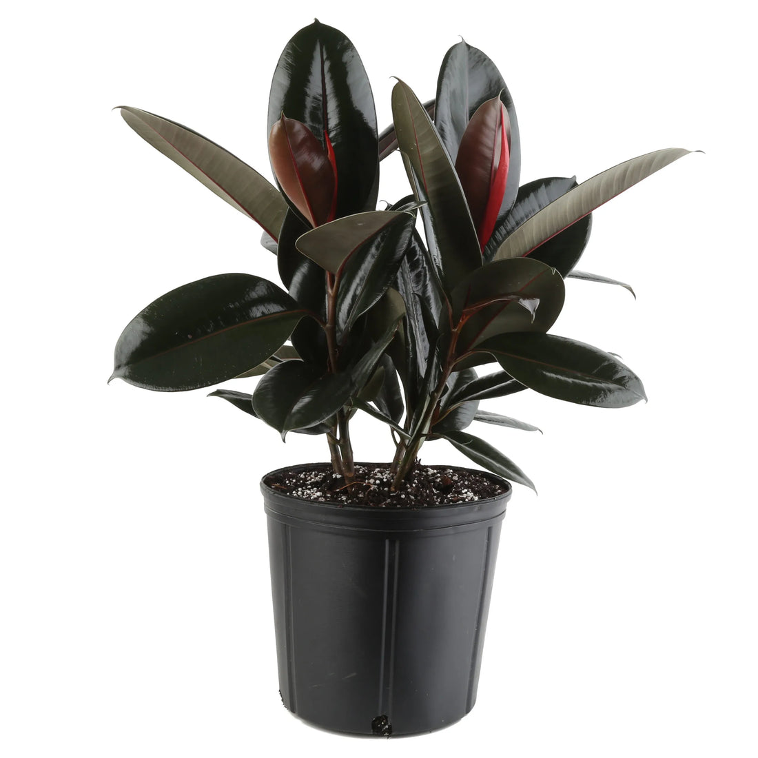 Burgundy Rubber Plant (Ficus elastica) - Ladybird Nursery