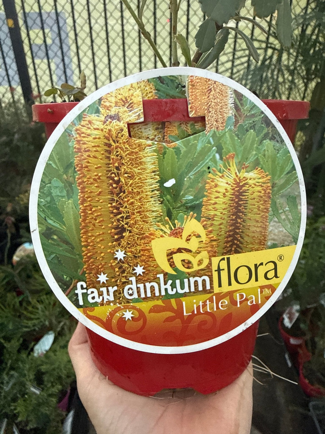 Banksia Little Pal - Ladybird Nursery