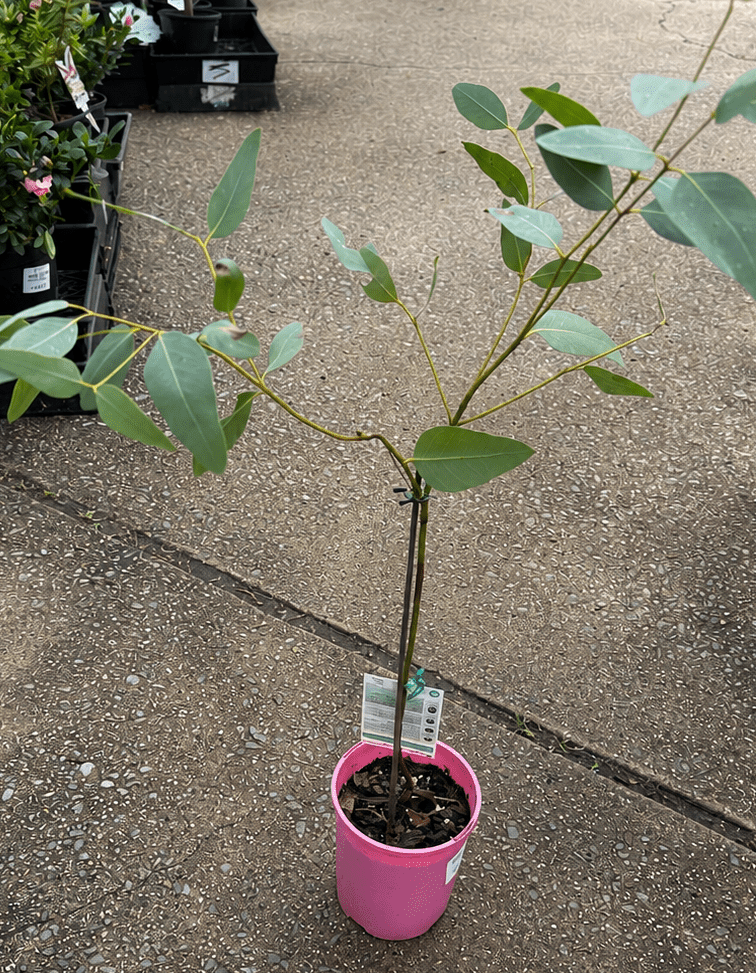 Eucalyptus ‘Large Fruited Whitewood’ (Leucoxylon var. macrocarpa 'Rosea') - Ladybird Nursery