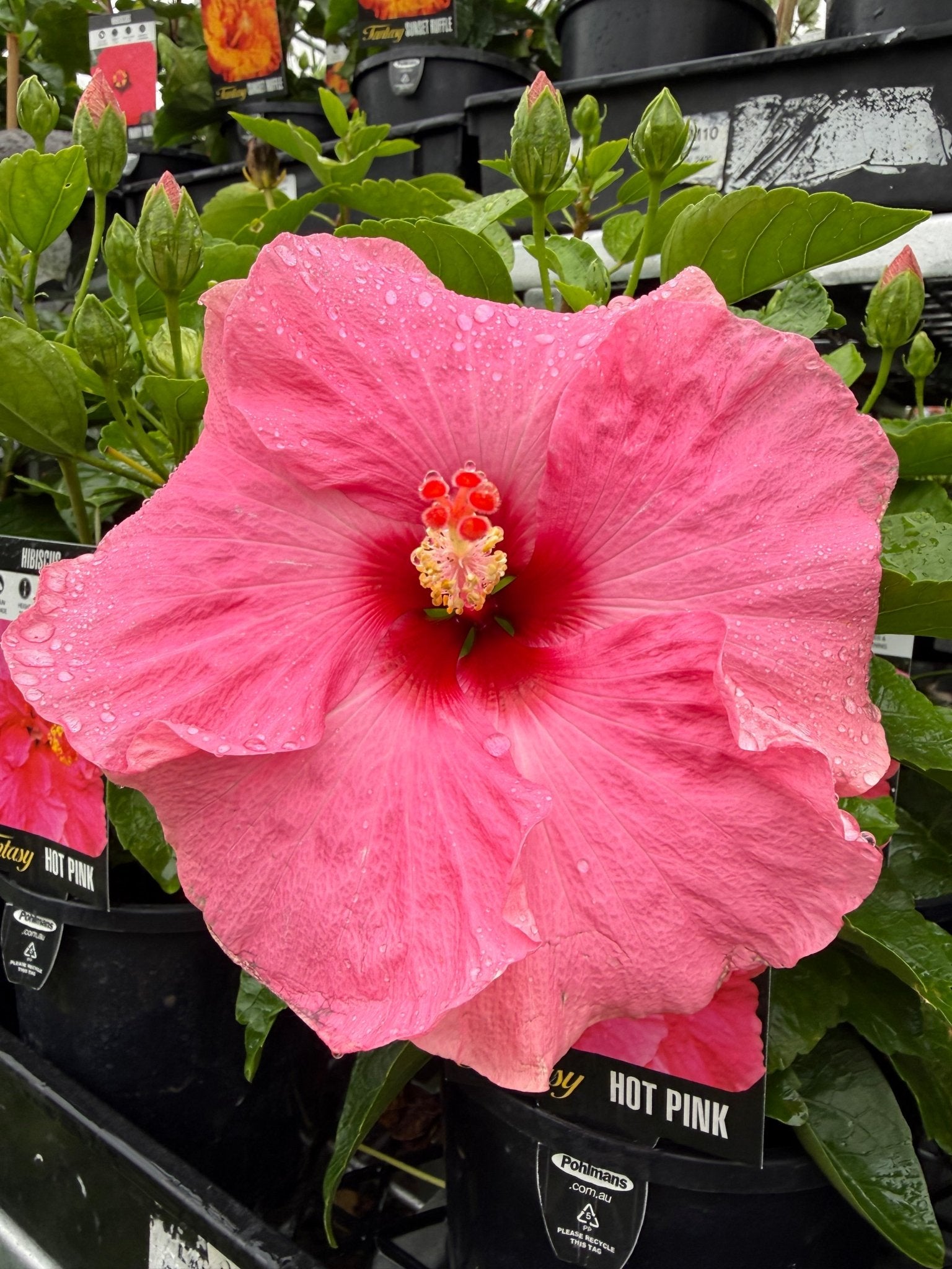 Hibiscus Fantasy Hot Pink (Hibiscus rosa - sinensis) - Ladybird Nursery