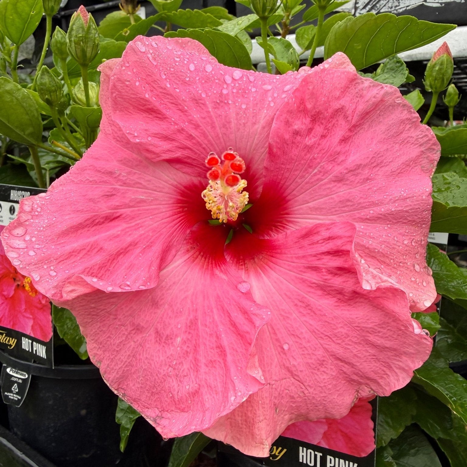 Hibiscus Fantasy Hot Pink (Hibiscus rosa - sinensis) - Ladybird Nursery