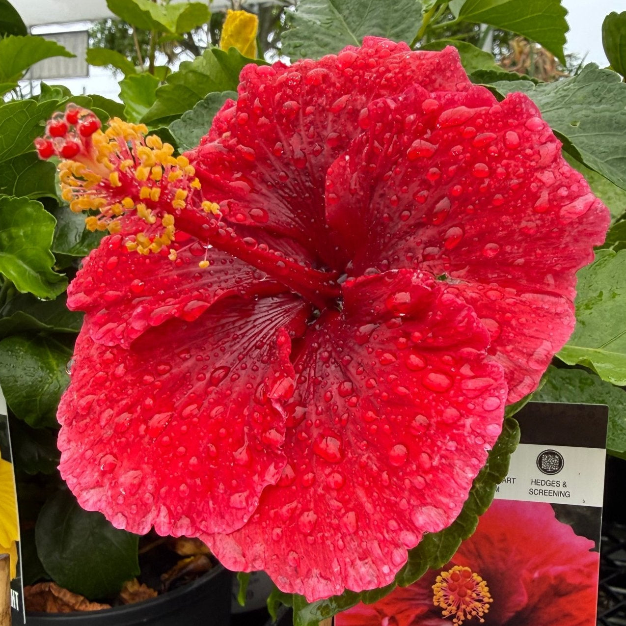 Hibiscus ‘Fantasy Cherry Red’ (Hibiscus rosa - sinensis) - Ladybird Nursery