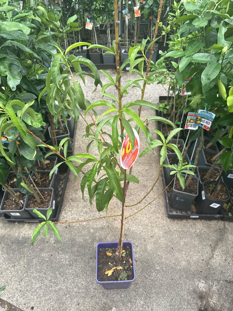 Dwarf Nectarine 'Crimson Baby' young tree with slender green leaves in a nursery setting with pots around.