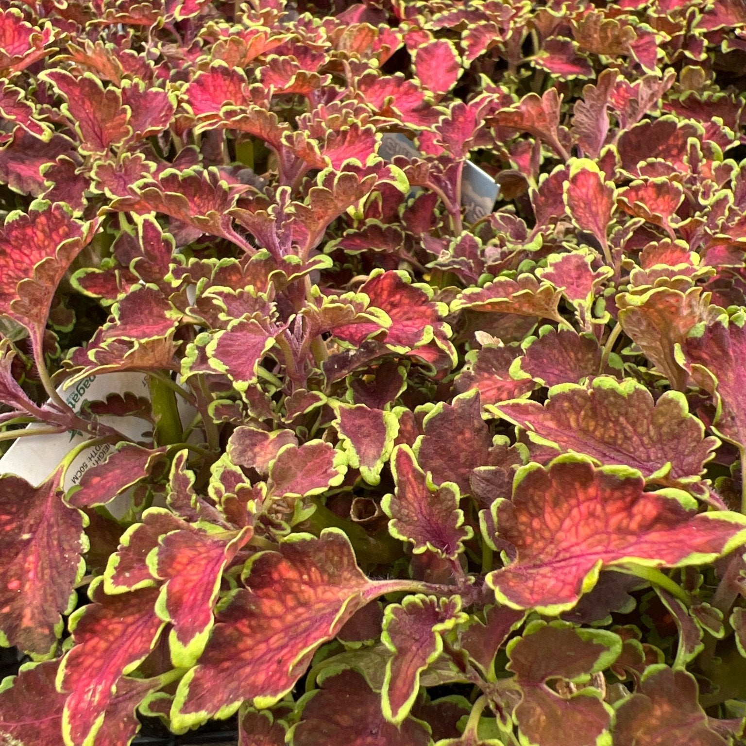 Coleus 'Kirra' - Ladybird Nursery