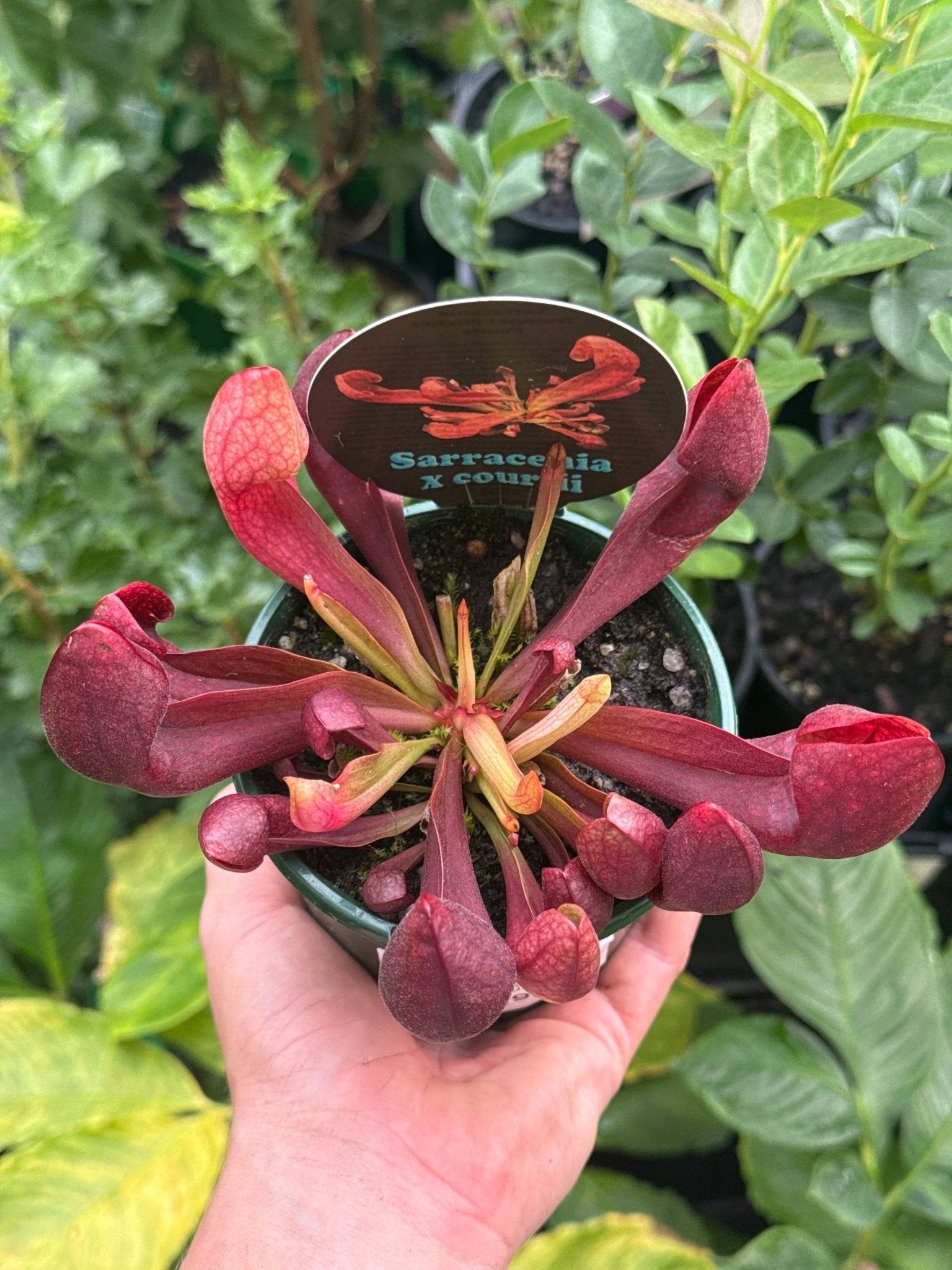 Pitcher Plant (Sarracenia x courtii) 100mm Pot - Ladybird Nursery