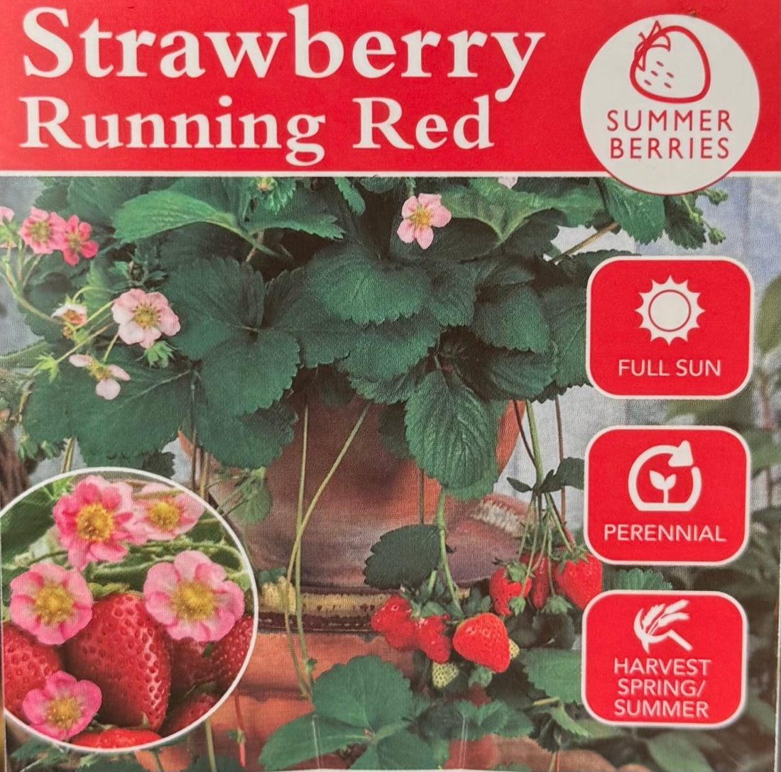 Strawberry 'Running Red'