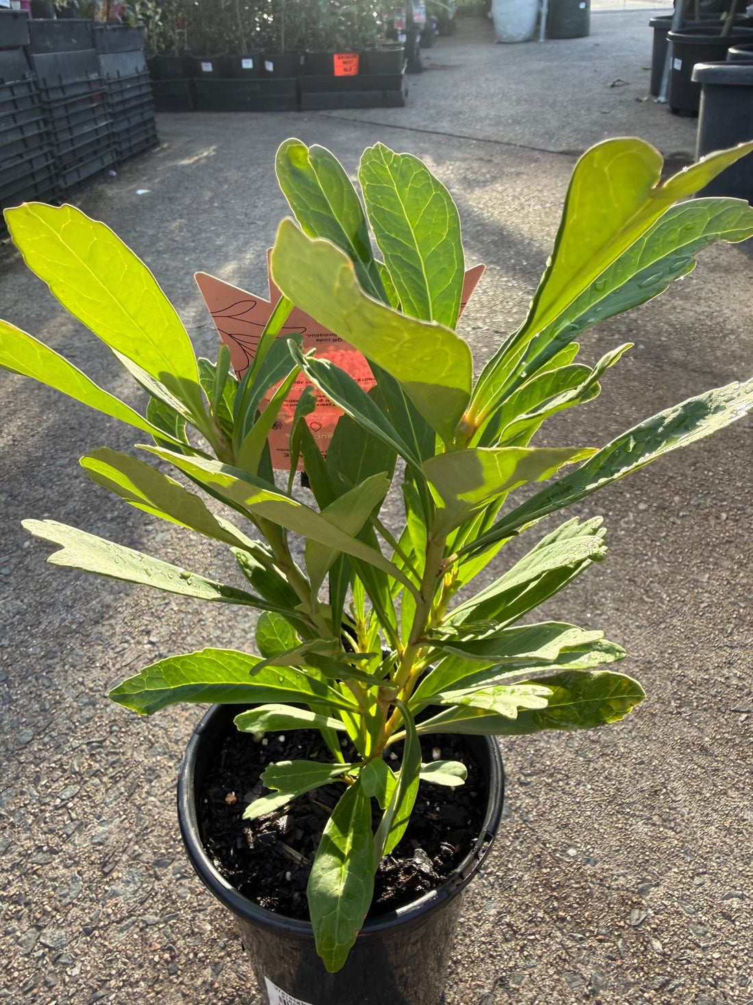 Waratah ‘Enchanted Flame’ (Telopea) - Ladybird Nursery