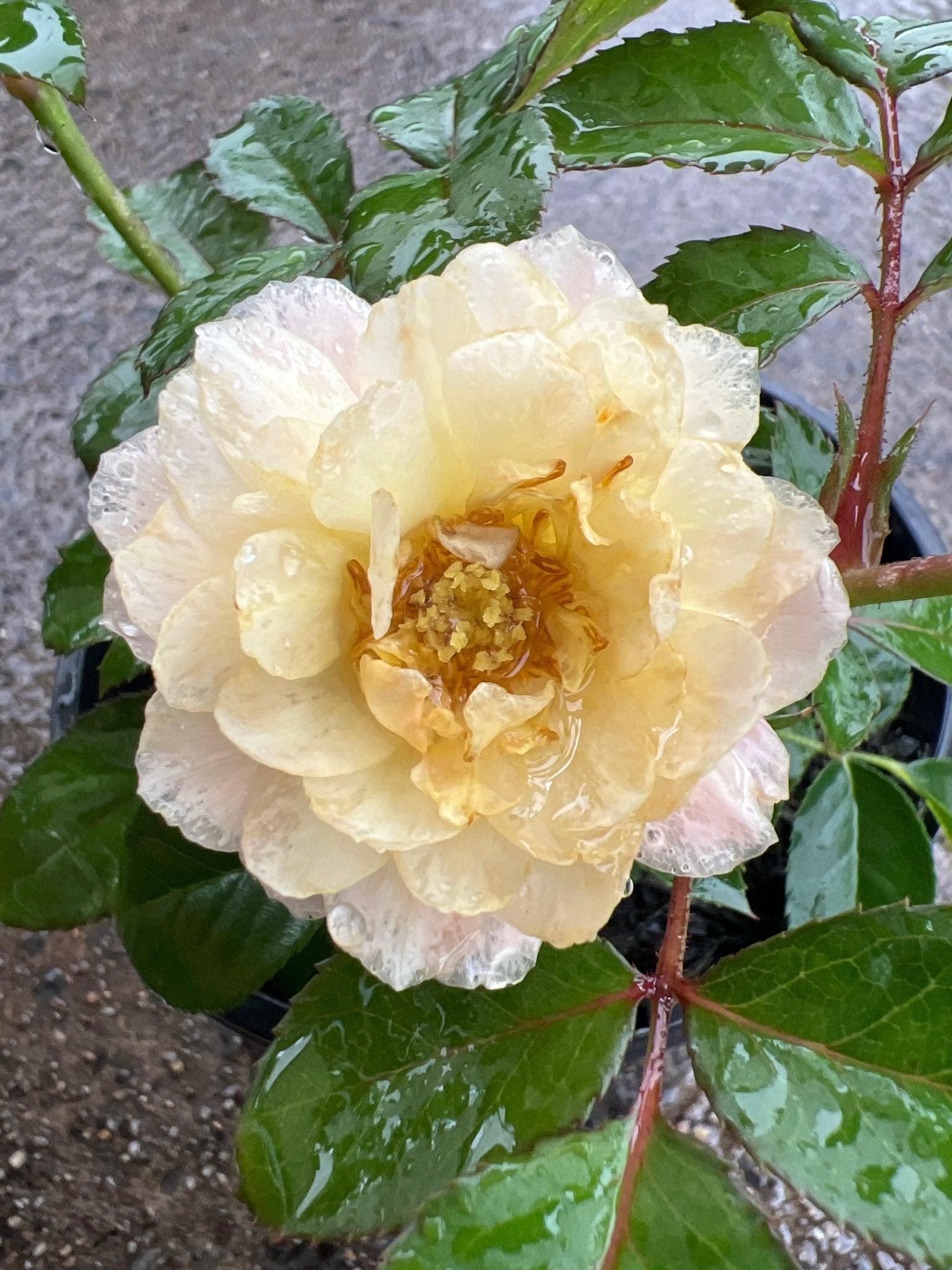 Rosa Terrazza® Fragrance Queen (Rosa) - Ladybird Nursery