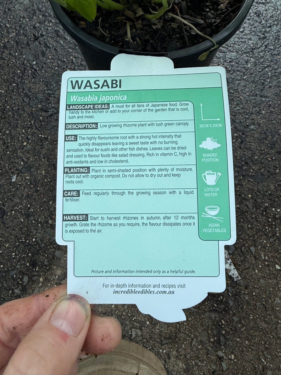 Wasabi 'Green Thumb' (Wasabia japonica) - Ladybird Nursery