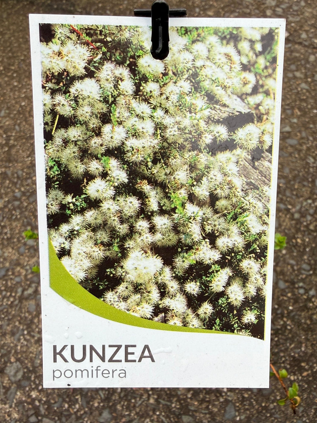 Muntrie Berry (Kunzea pomifera) - Ladybird Nursery